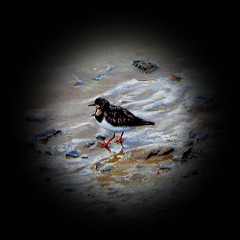 Turnstone I