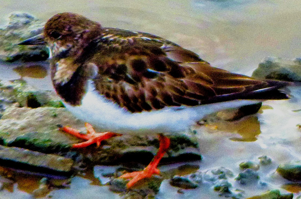Musical Keys and&nbsp;Birds
