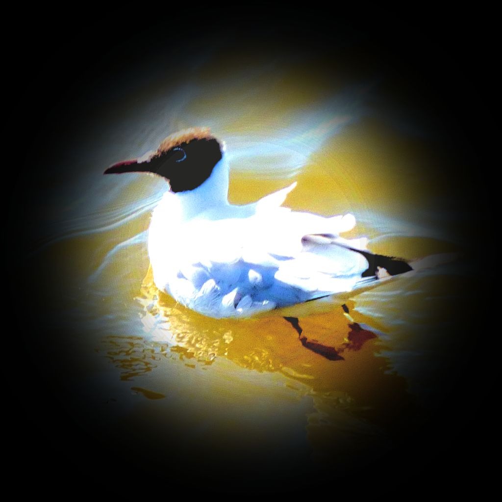 Black headed gull II