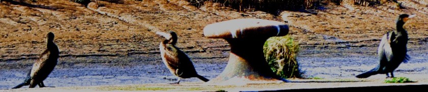 Cormorant trio