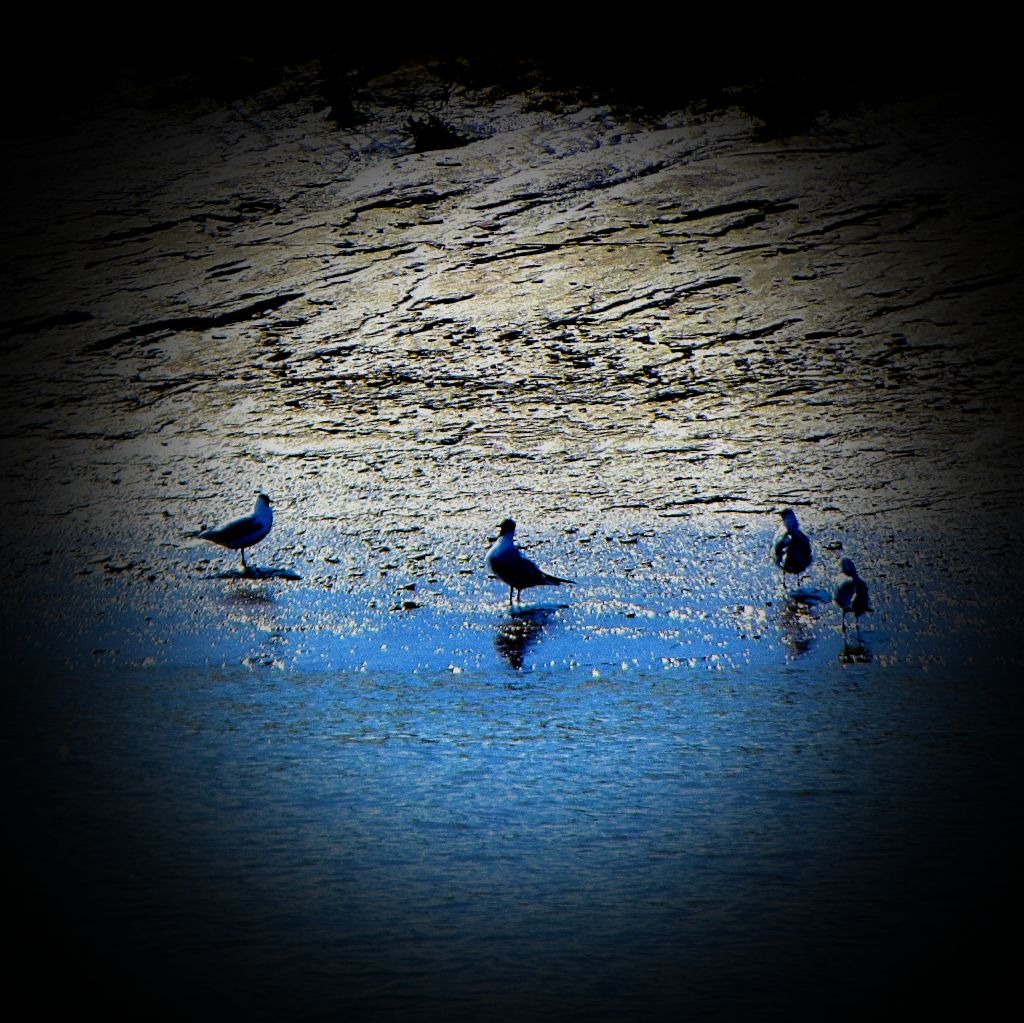 Four large gulls