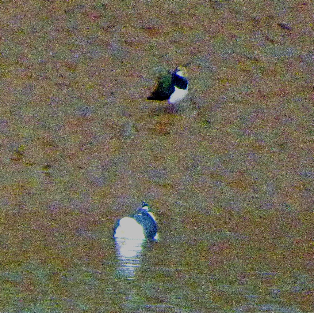 gull and lapwing