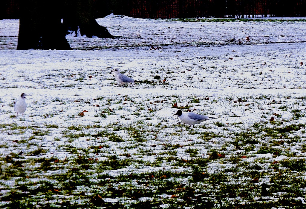 Gulls in the snow