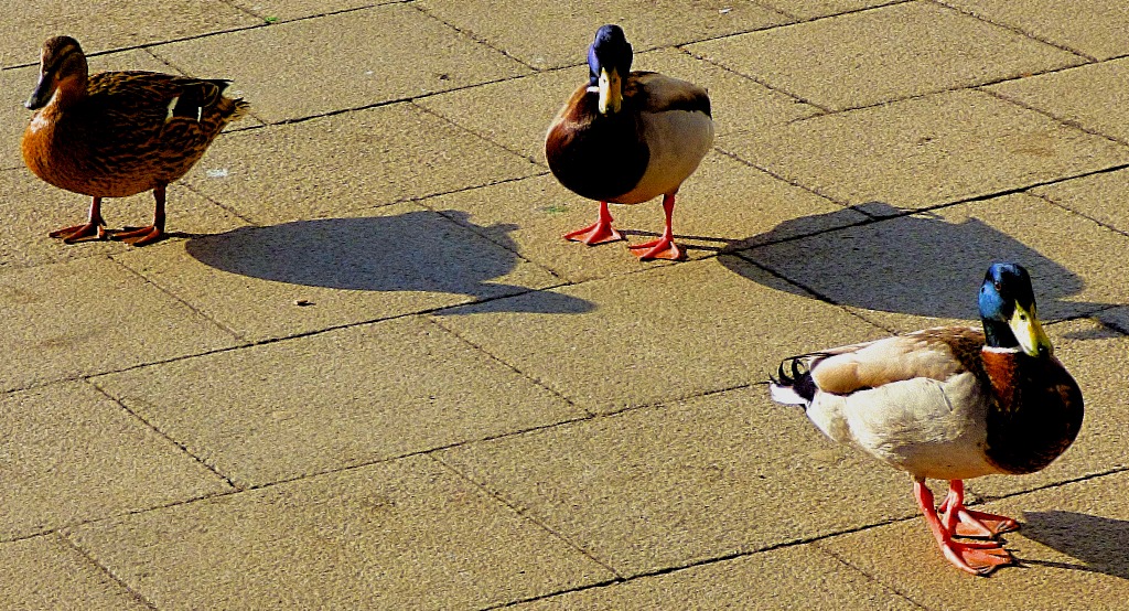 mallard trio