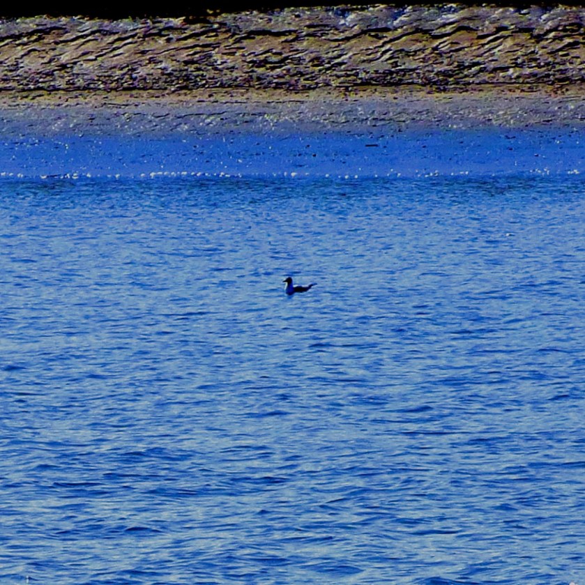swimming gull