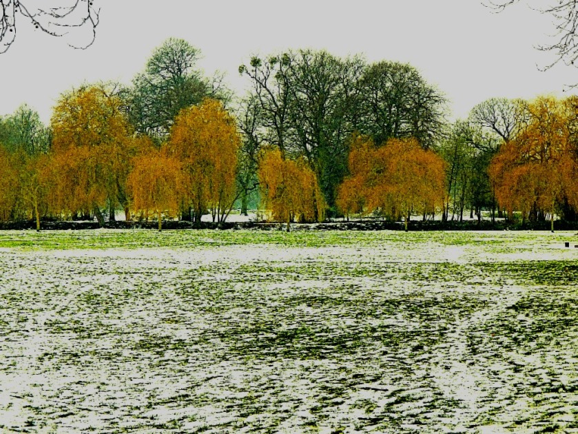 Willows and snow