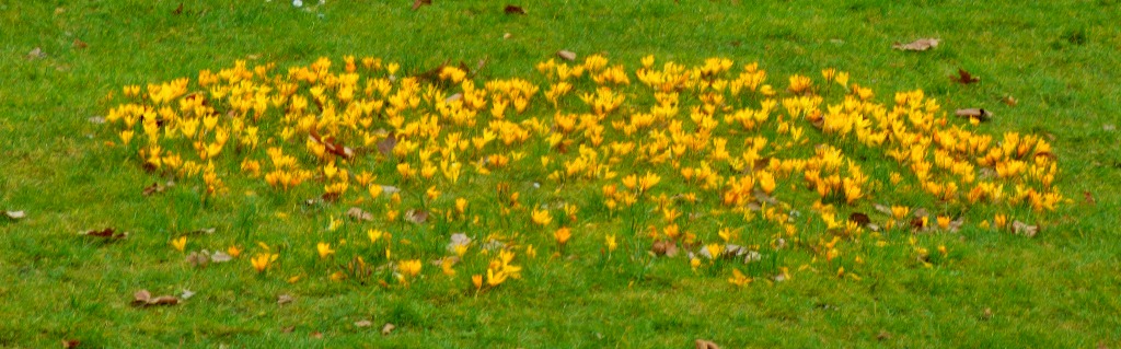 Yellow flowers