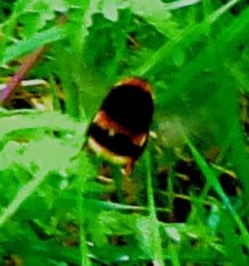 Bee - close up