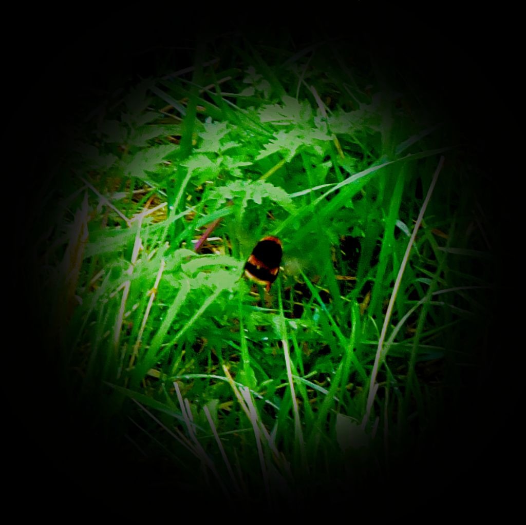 Bee II