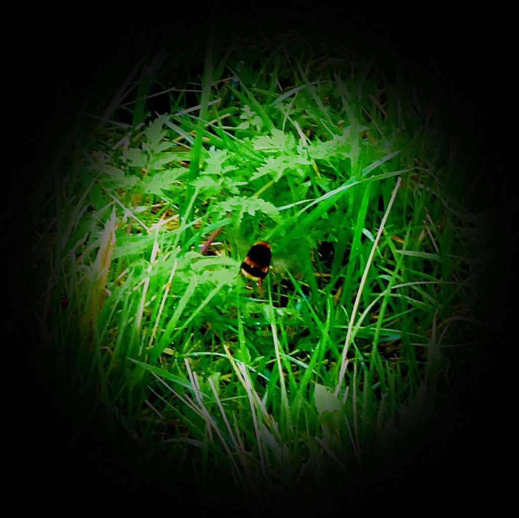 Bee