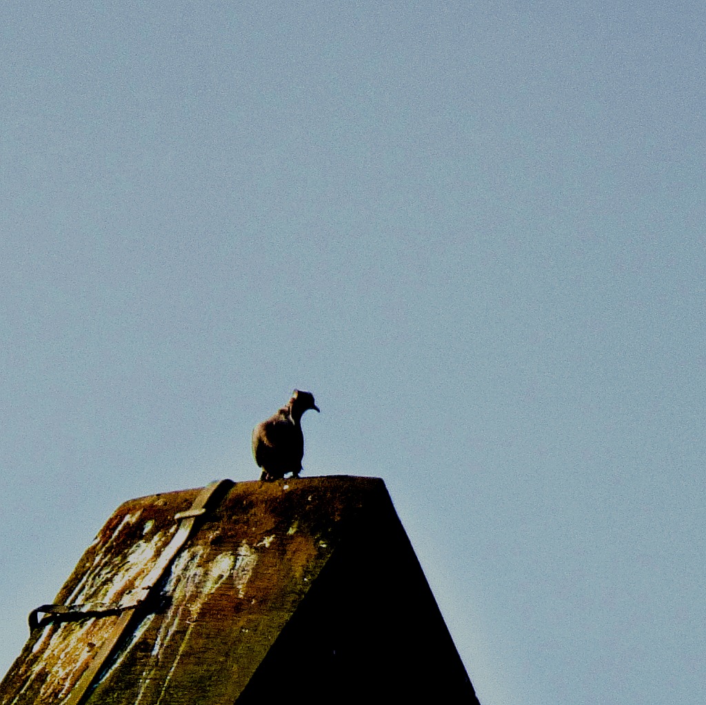 Bird on The Granaries roof