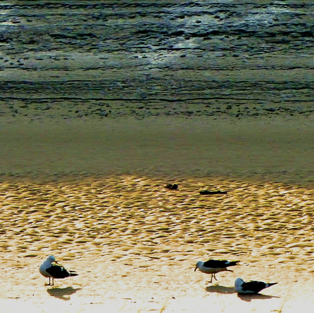 Black backed gulls