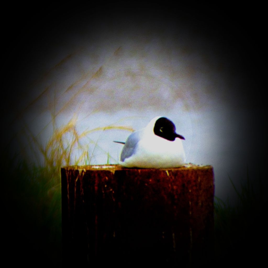 Black headed gull II