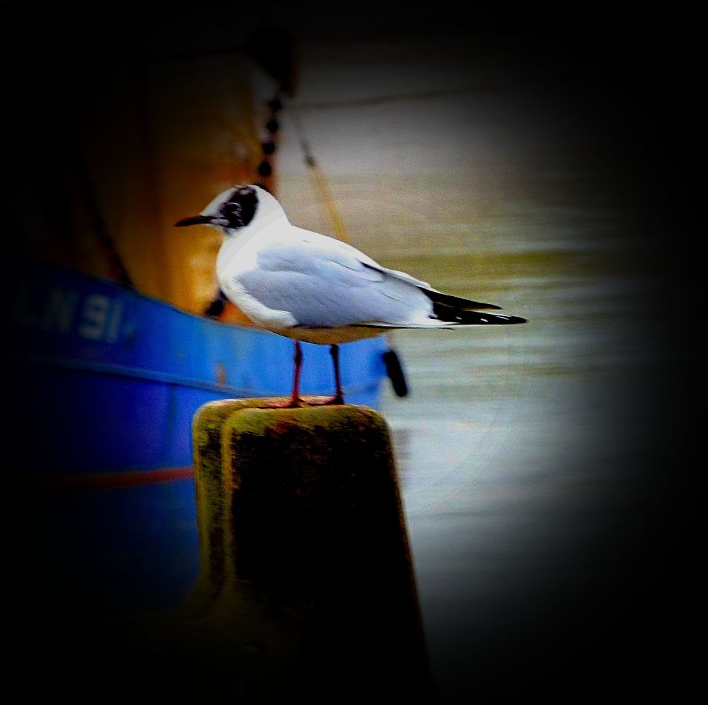 Black headed gull