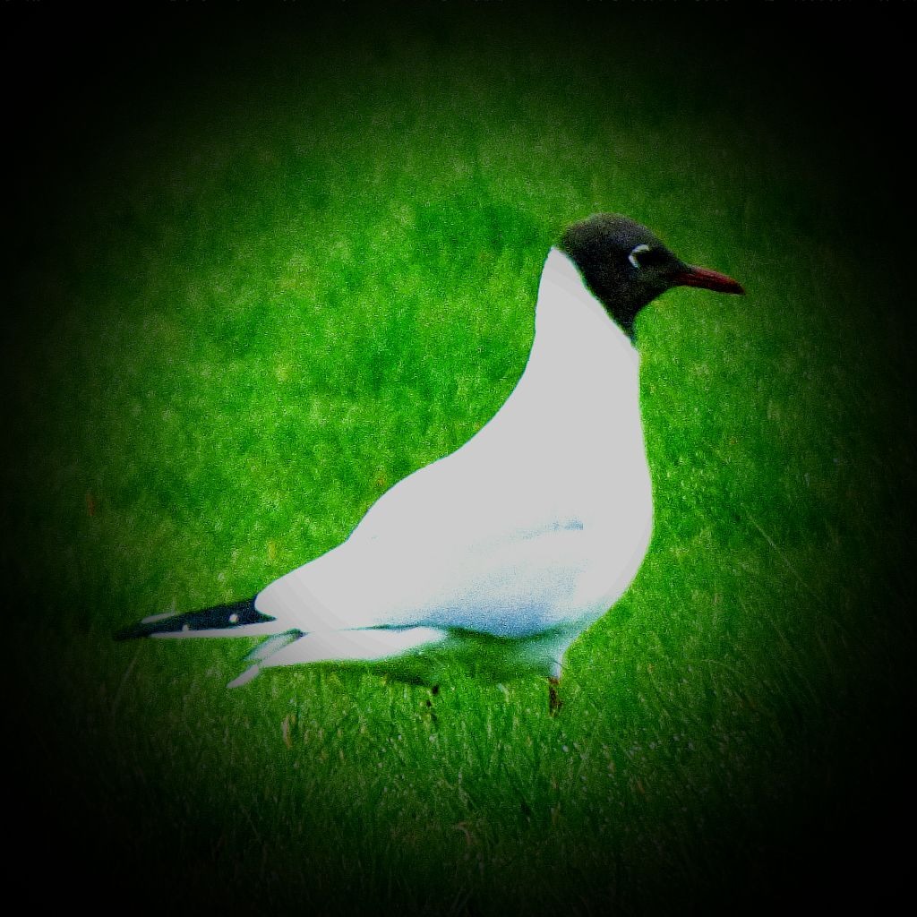 Black headed gull