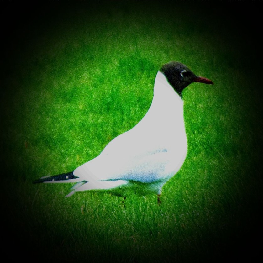 Black headed gull