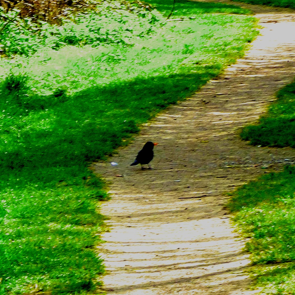 Blackbird