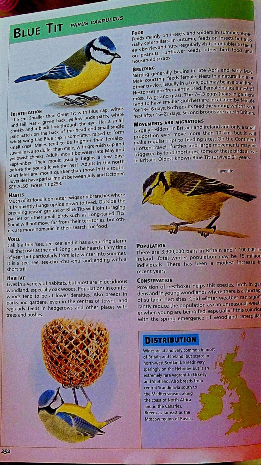 Blue tit - bird book