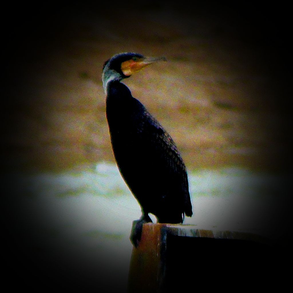 Cormorant MDCLXVII