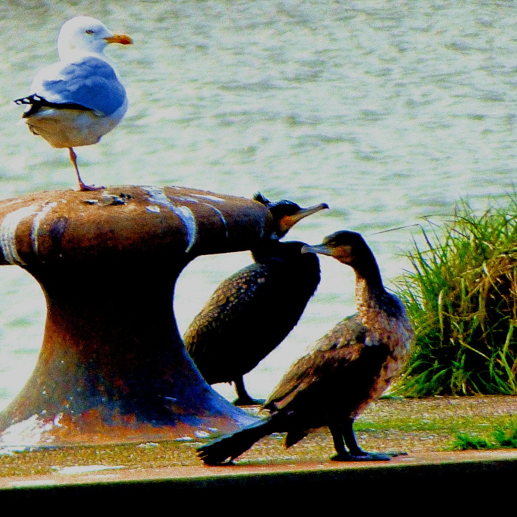 Cormorants and gull II
