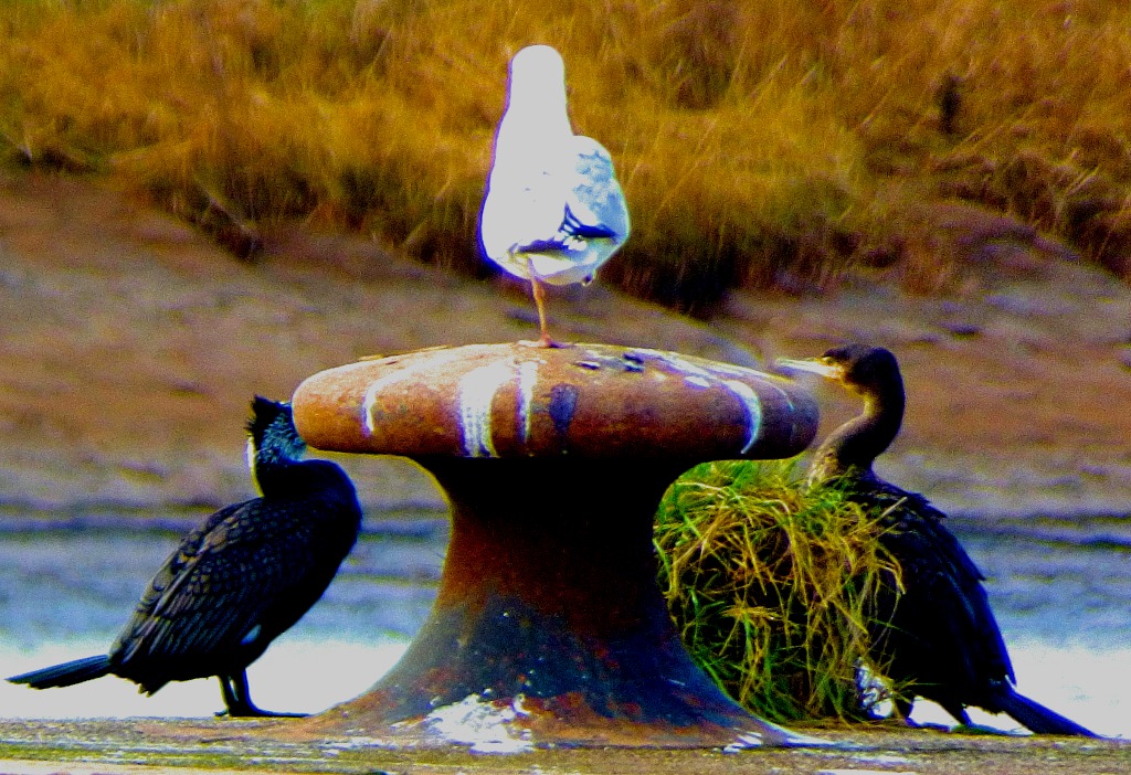 Cormorants and gull IV