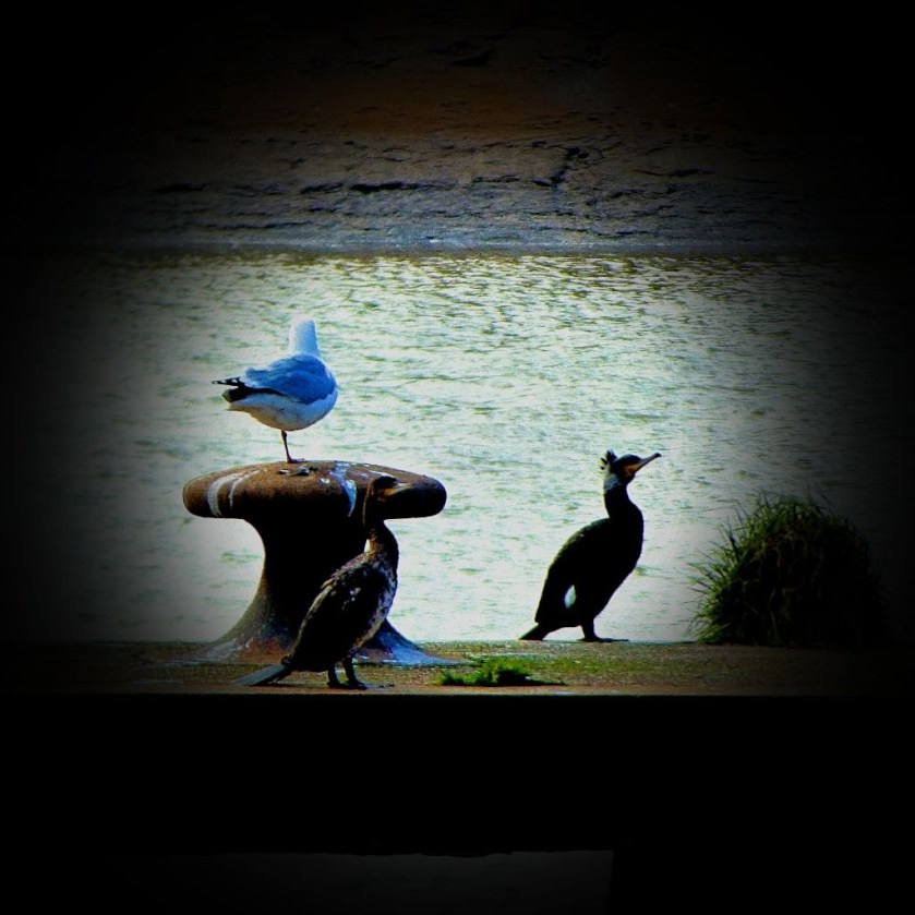 Cormorants and gull