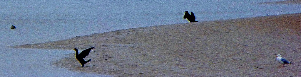 Cormorants and gulls
