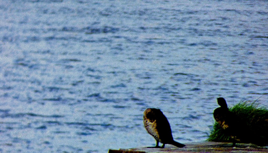 Cormorants