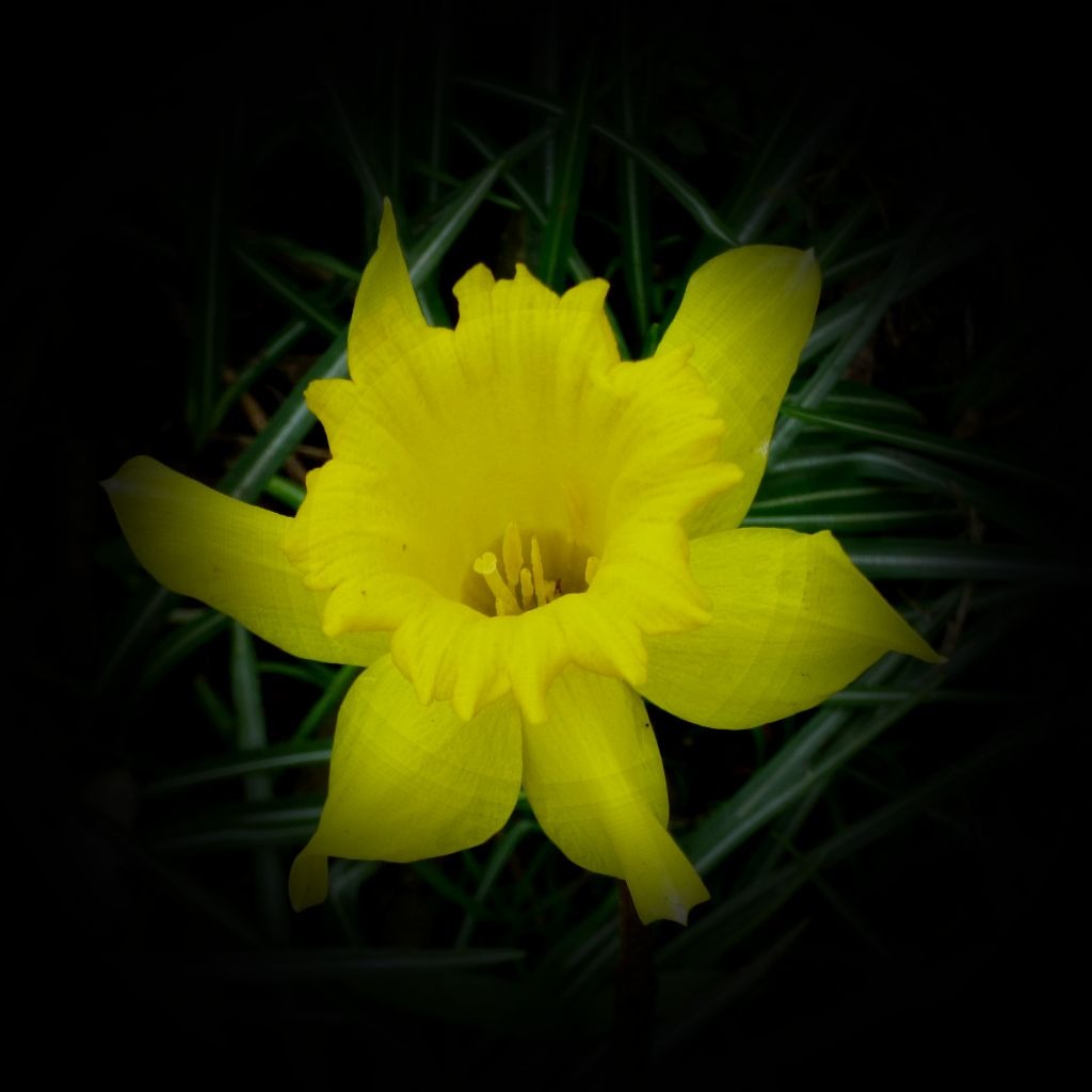 Daffodil