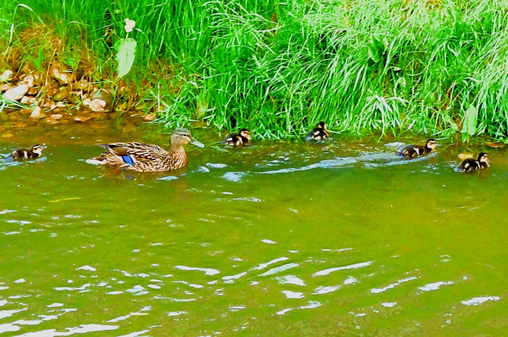 Duck family outing