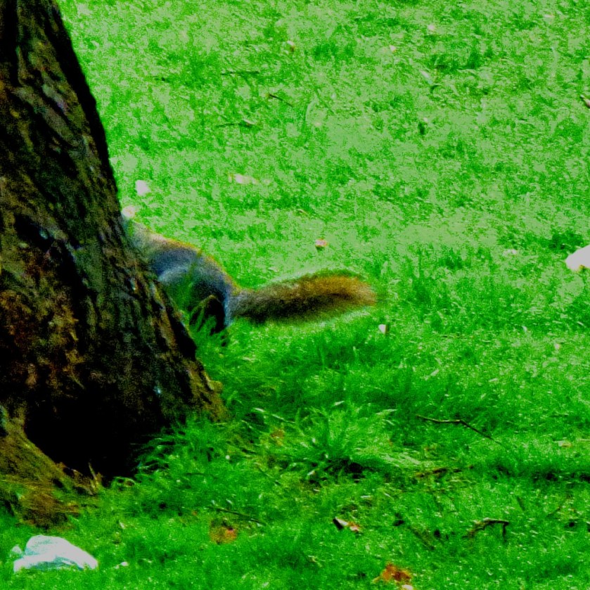 elusive squirrel