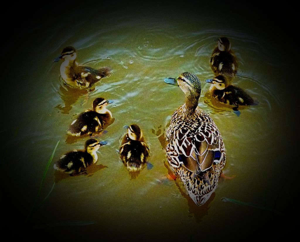 Female mallard with ducklings