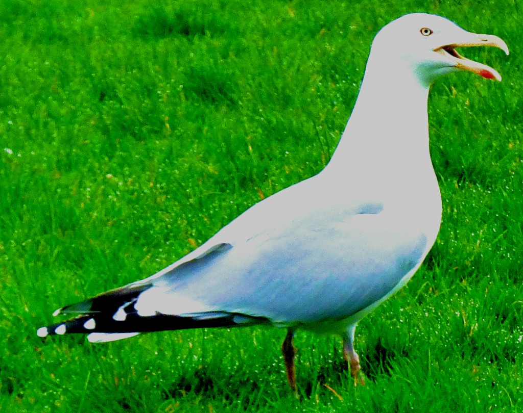 Herring gull