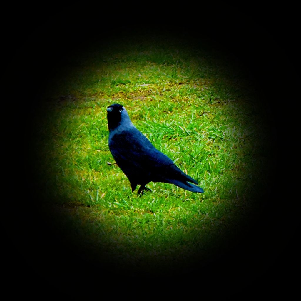 Jackdaw