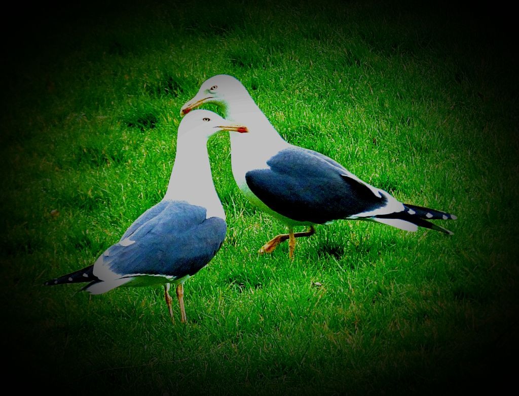 lesser black backed gulls