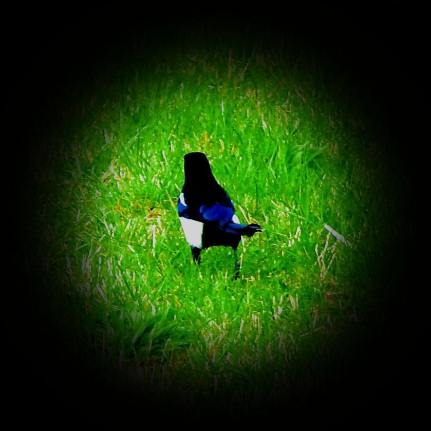 Magpie