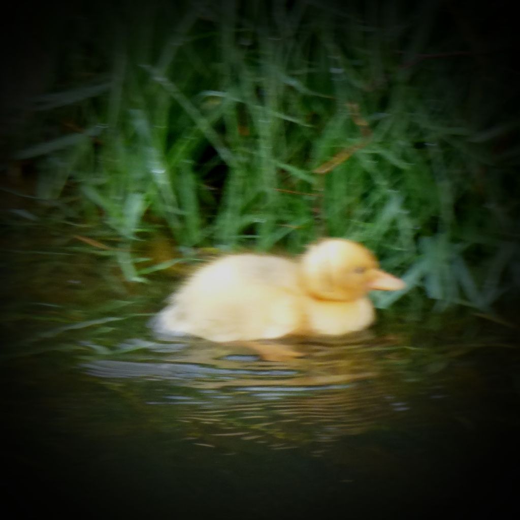 pale duckling