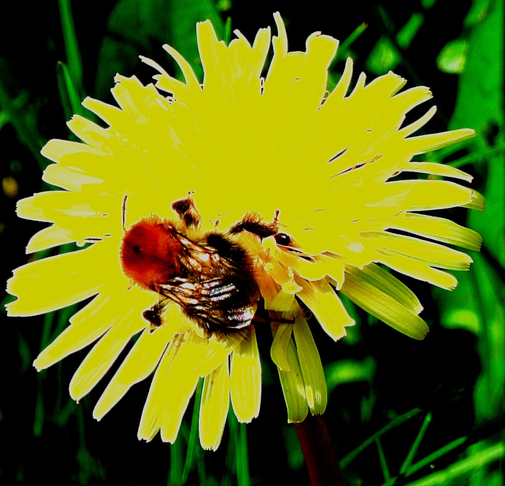 Pollinator I