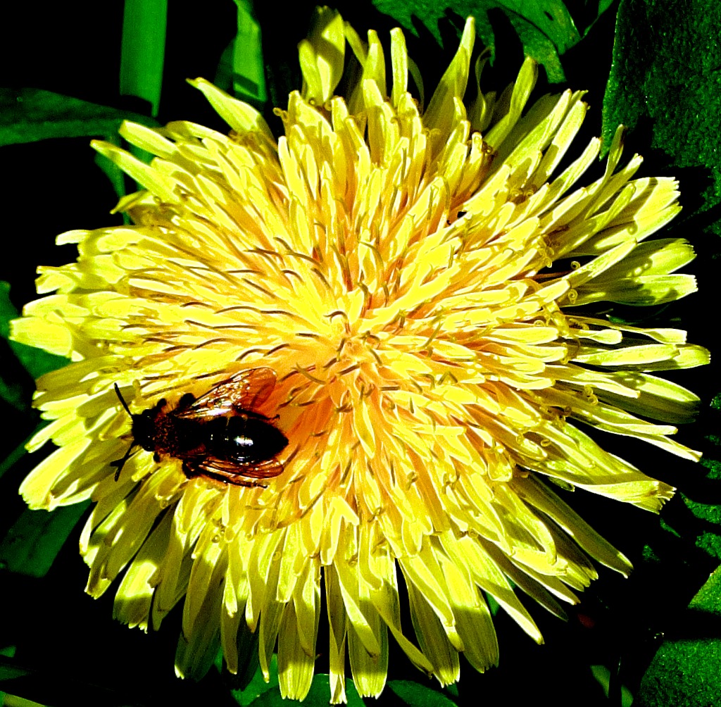 Pollinator II