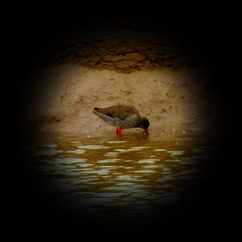 Redshank