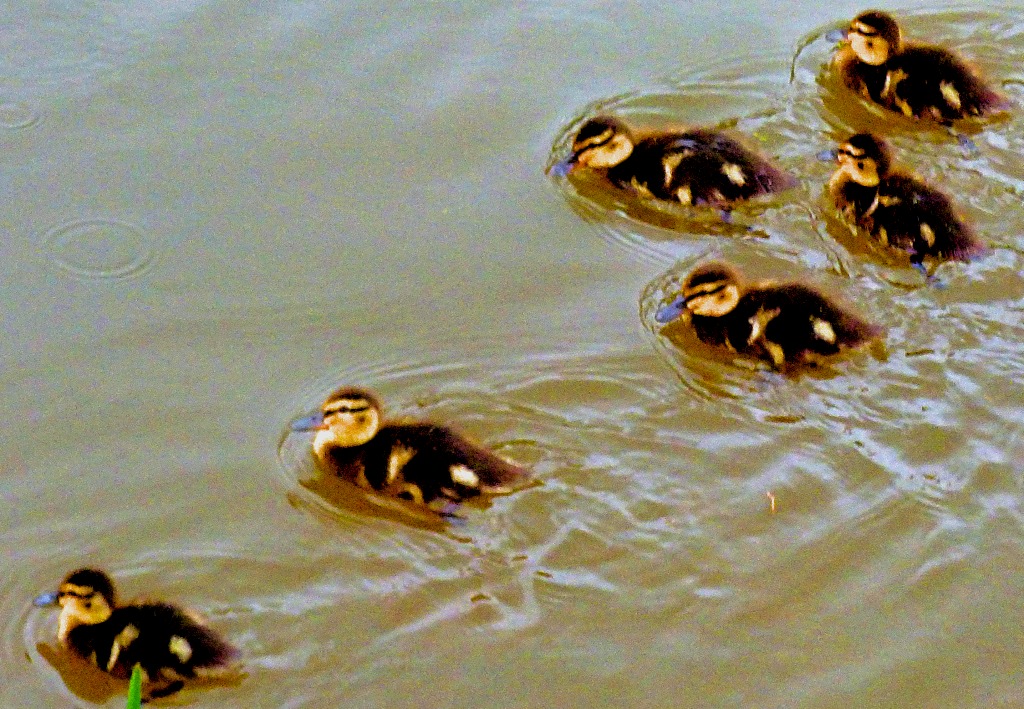 six ducklings