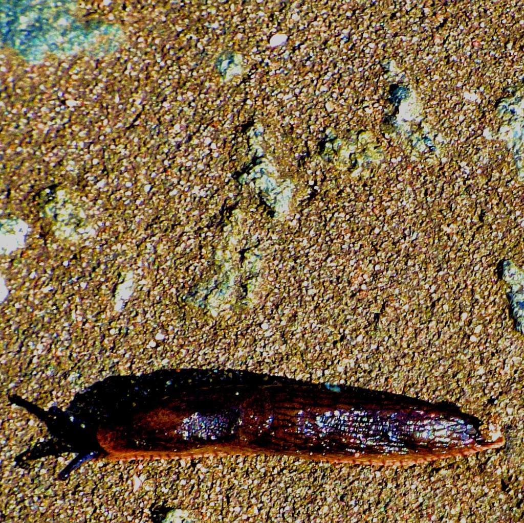 Slug
