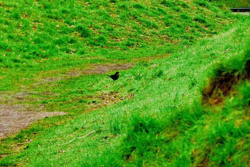 Small bird in valley