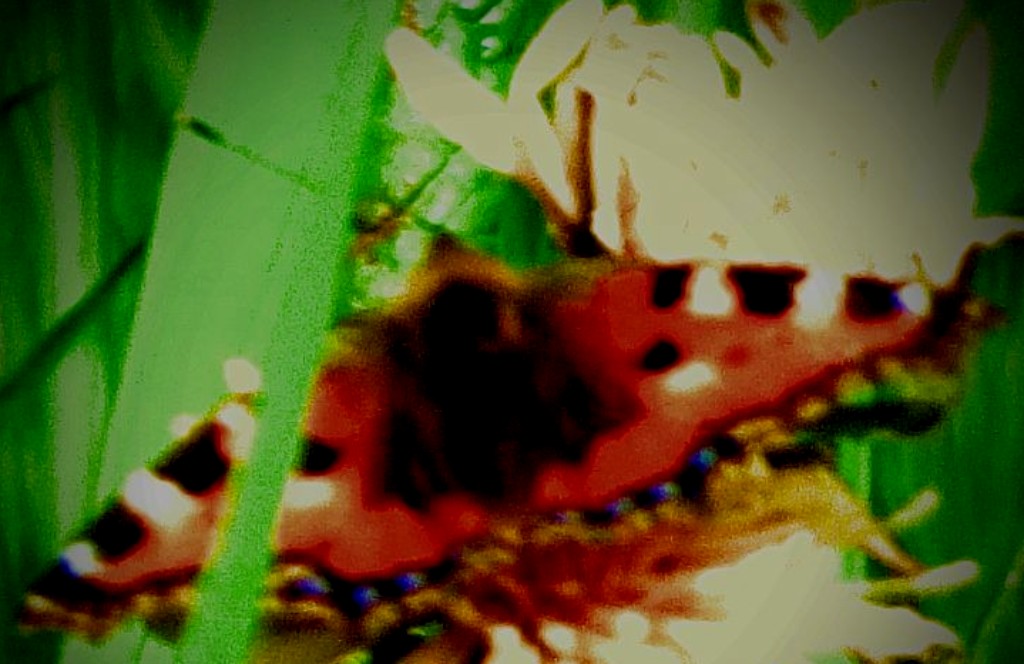 Small Tortoiseshell - close up