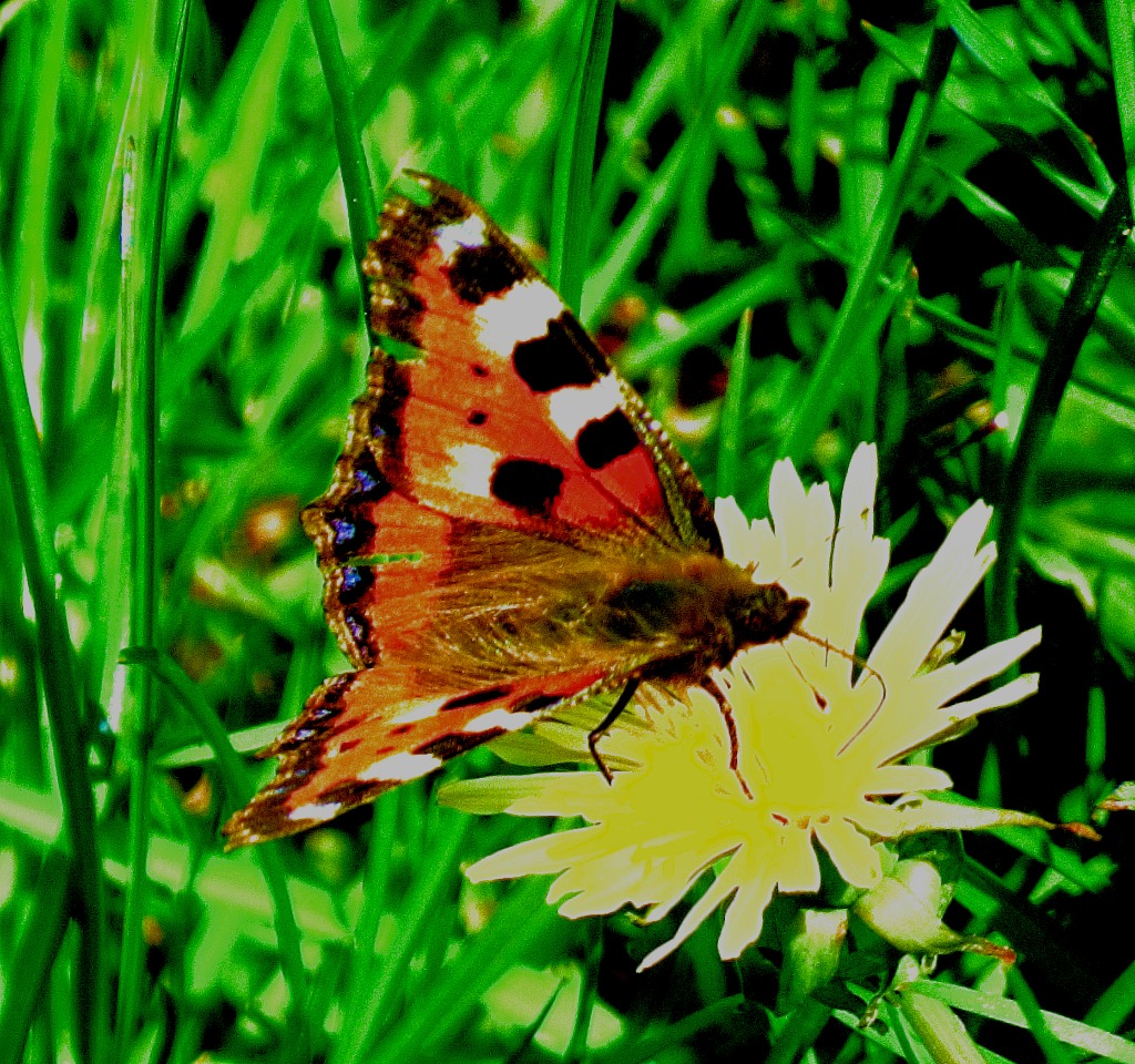 Small Tortoiseshell XV