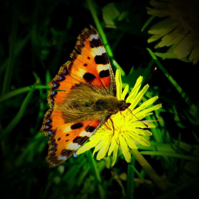 Small Tortoiseshell XVI