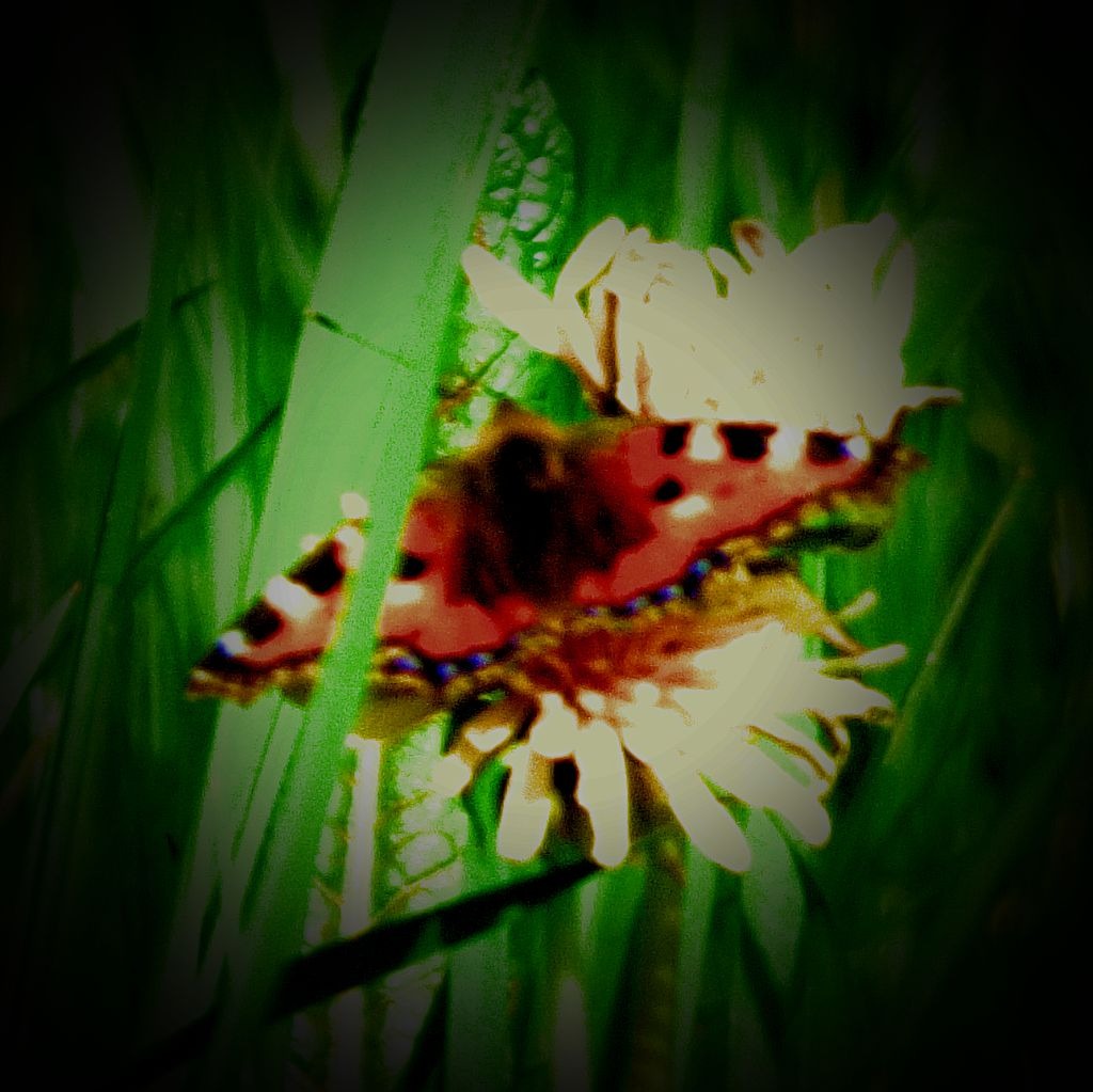 Small Tortoiseshell