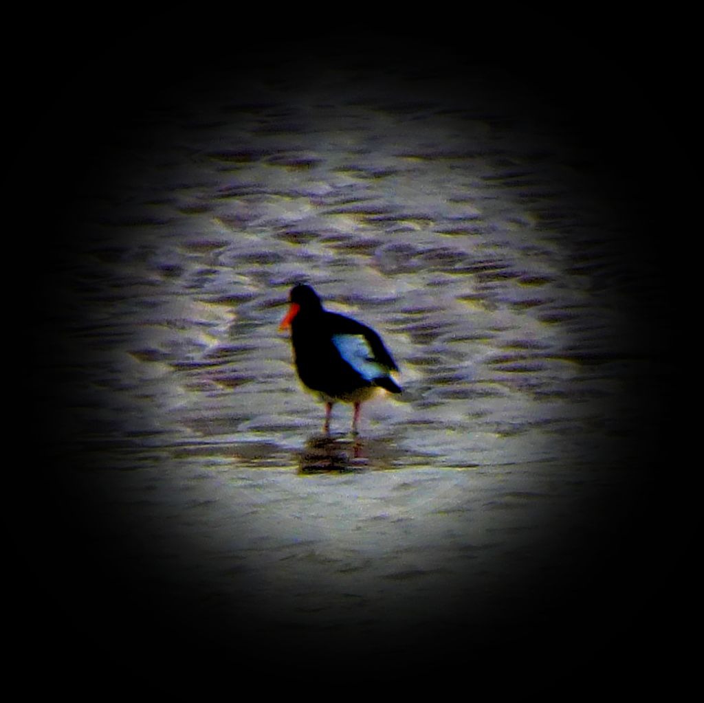 Small wader