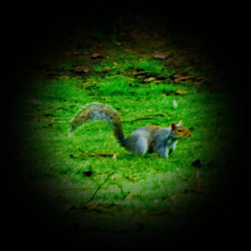 Squirrel