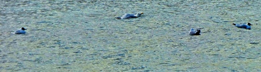 swimming gulls